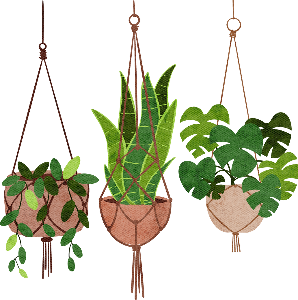 hanging plants 